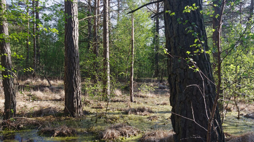 Hamburg-Rissen, Schnaakenmoor, FFH-Gebiet, Bruchwald