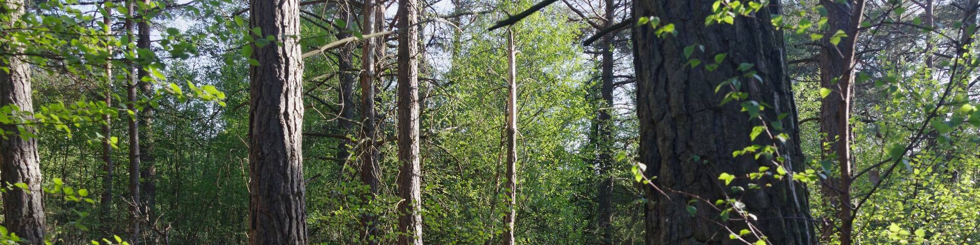 Hamburg-Rissen, Schnaakenmoor, FFH-Gebiet, Bruchwald