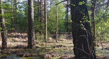 Hamburg-Rissen, Schnaakenmoor, FFH-Gebiet, Bruchwald