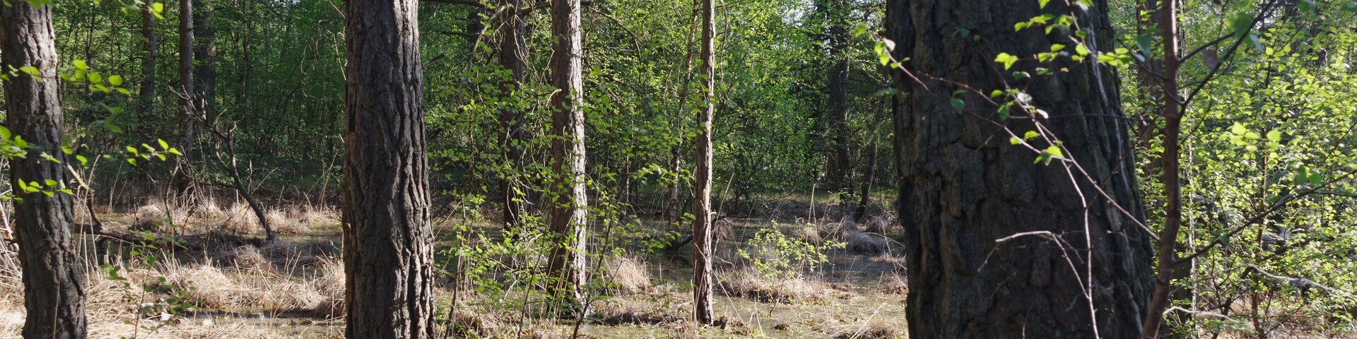 Hamburg-Rissen, Schnaakenmoor, FFH-Gebiet, Bruchwald