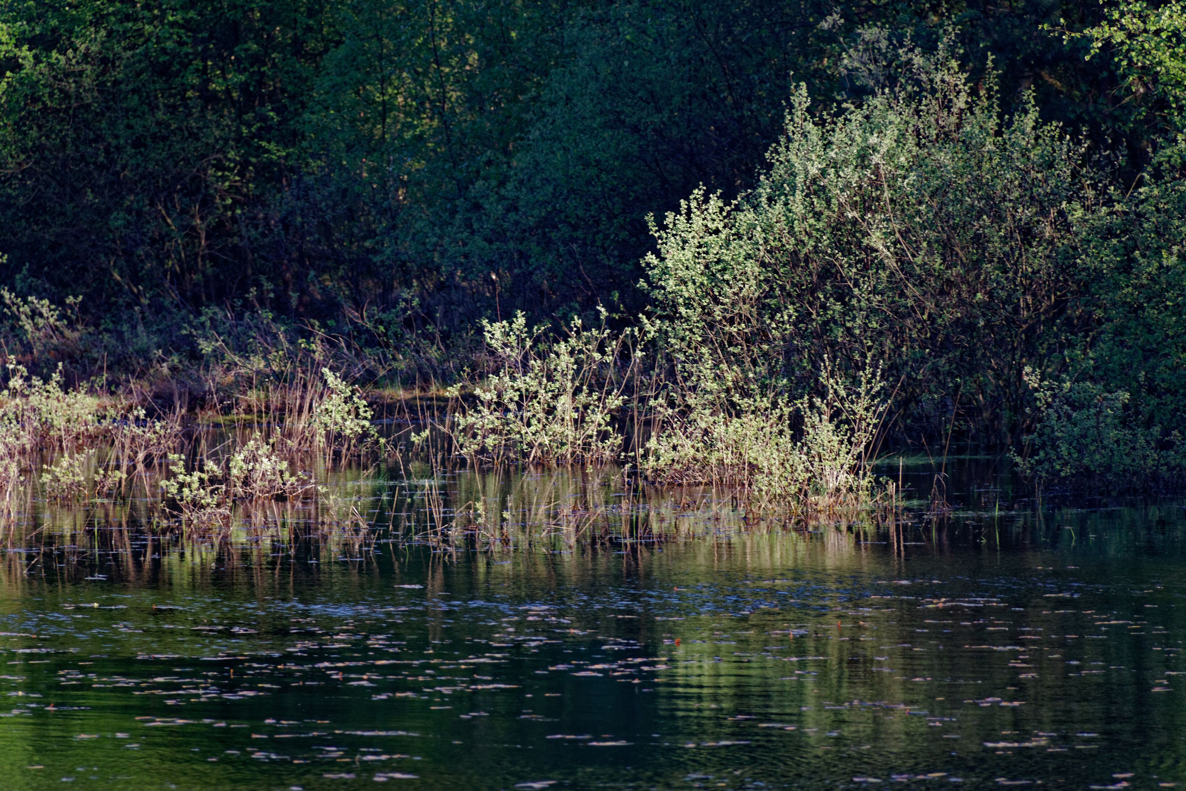 Hamburg-Rissen, Schnaakenmoor, FFH-Gebiet, Rand eines Tümpels
