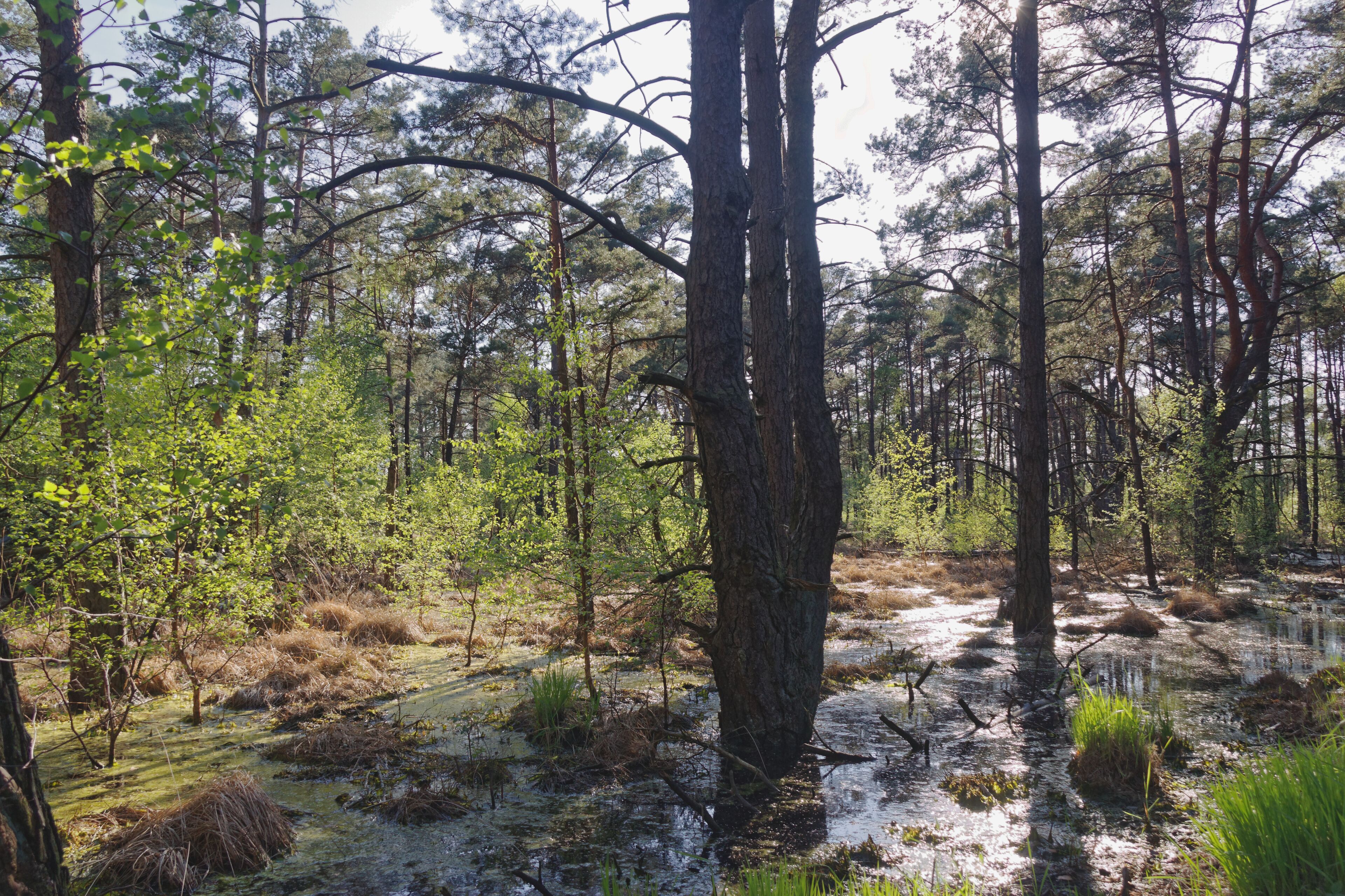 Hamburg-Rissen, Schnaakenmoor, FFH-Gebiet, Bruchwald