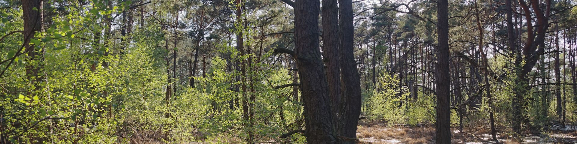 A swampy forest with tall trees and patches of water.