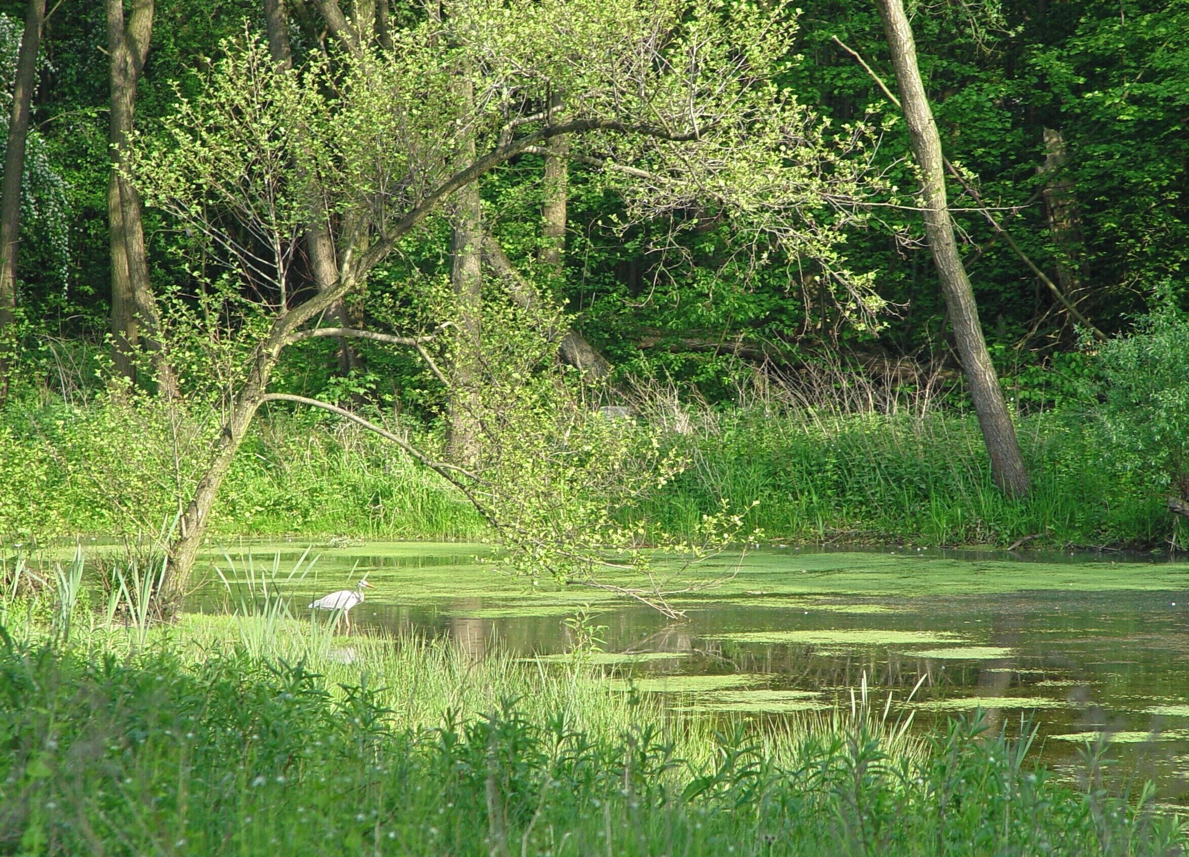 Germany, Hamburg. Rain retention basin of river Geelebek with grey heron.
