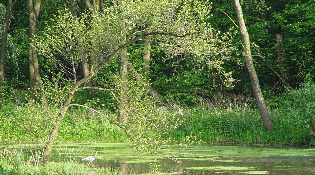 Germany, Hamburg. Rain retention basin of river Geelebek with grey heron.