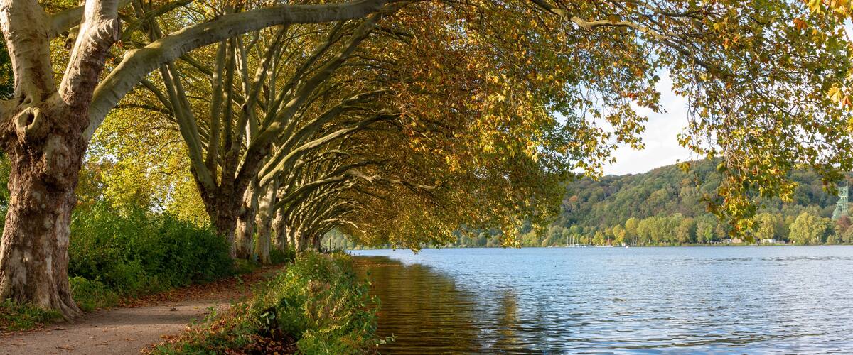 Un sendero bordeado de árboles junto al lago, un lago tranquilo y una ladera boscosa al fondo.