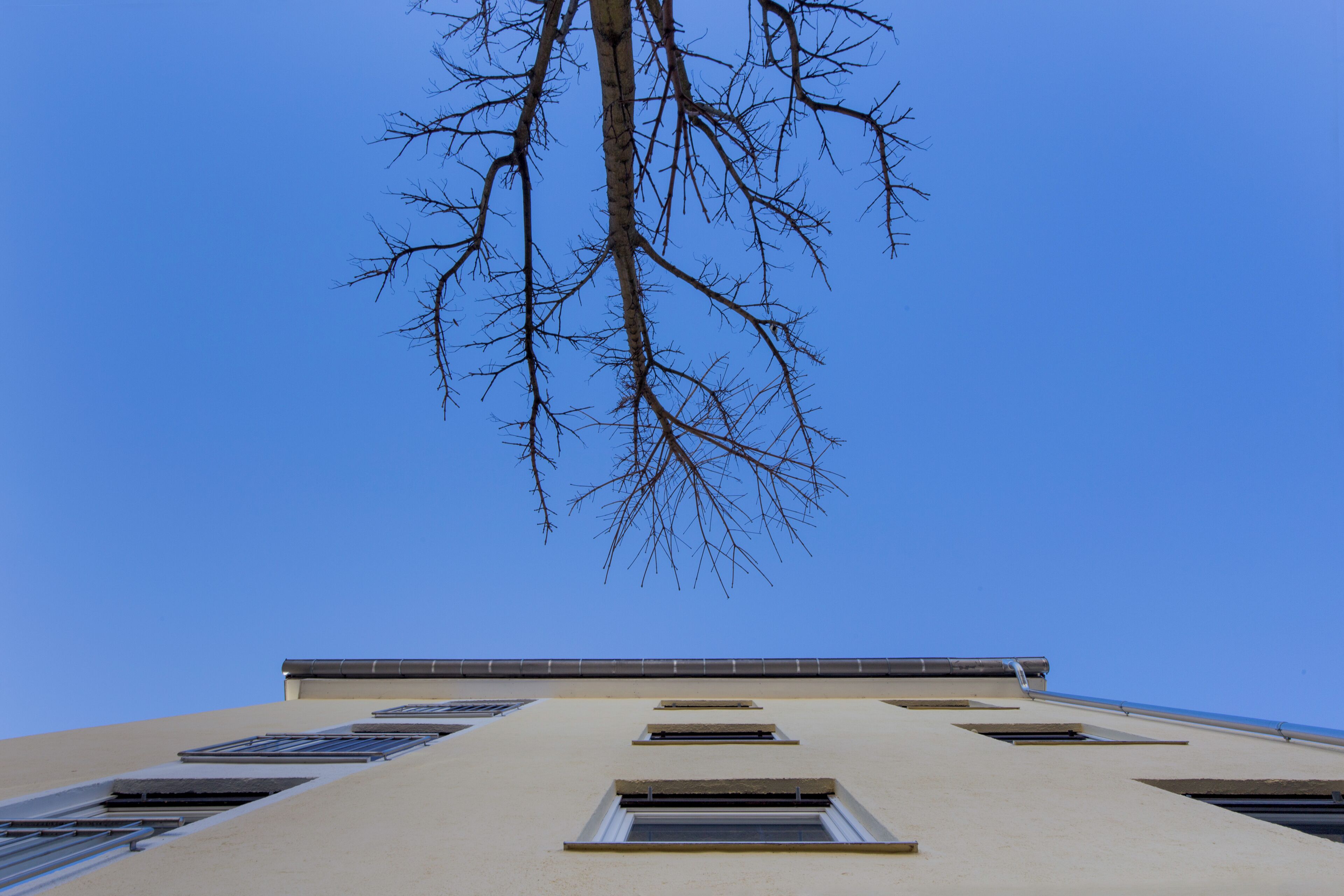 Haus-Südfassade mit Baum, Februar 2017, Kössener Str. 22, München
