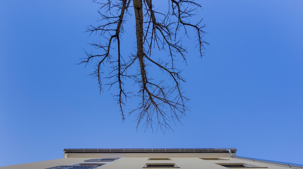 Haus-Südfassade mit Baum, Februar 2017, Kössener Str. 22, München