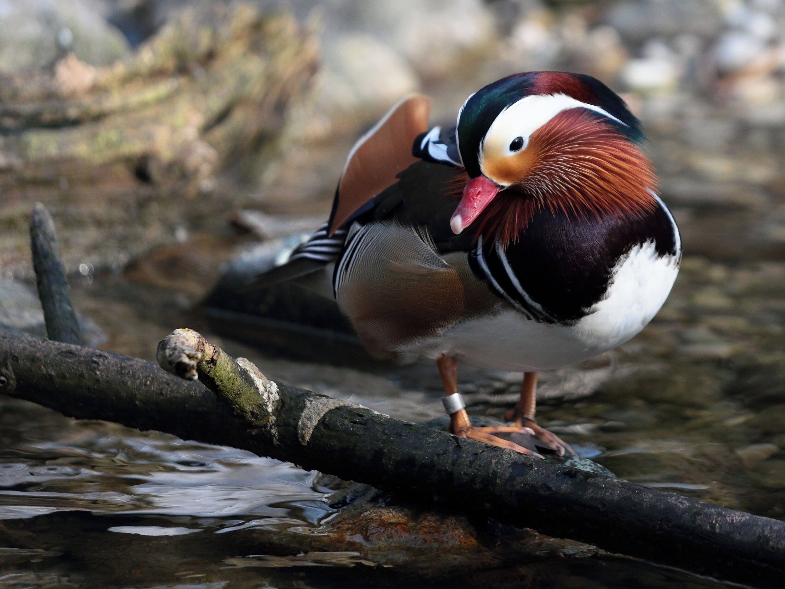 Mandarin Duck (Aix galericulata) at Munich Zoo
