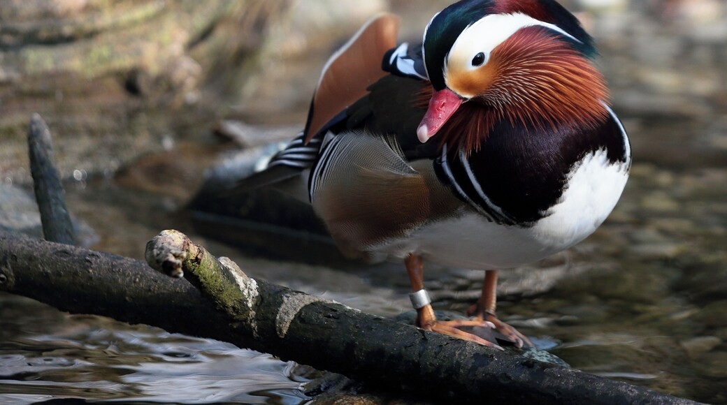 Mandarin Duck (Aix galericulata) at Munich Zoo
