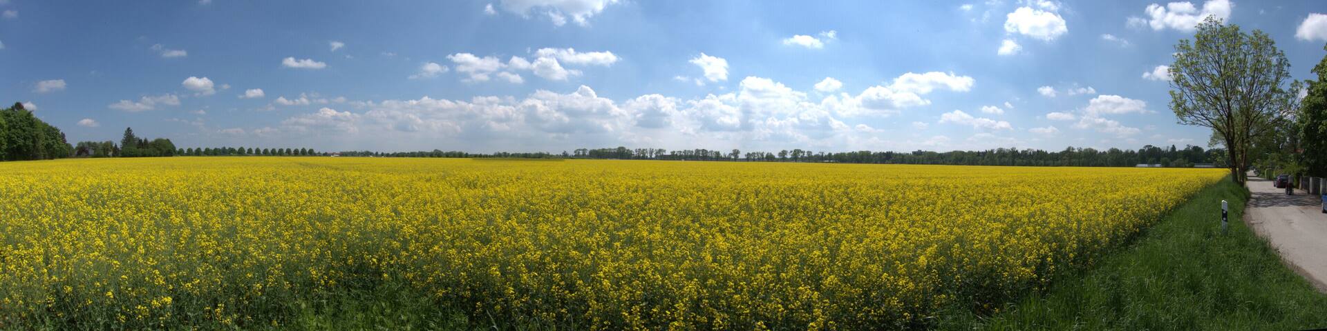 Conola Field in the Sun