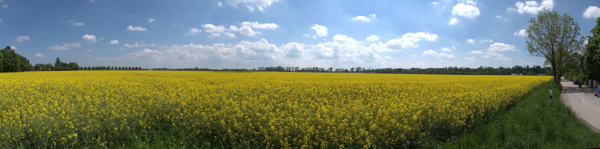 Conola Field in the Sun