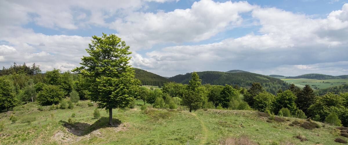 A grassy hillside with a single tree, rolling hills, and a partly cloudy sky.