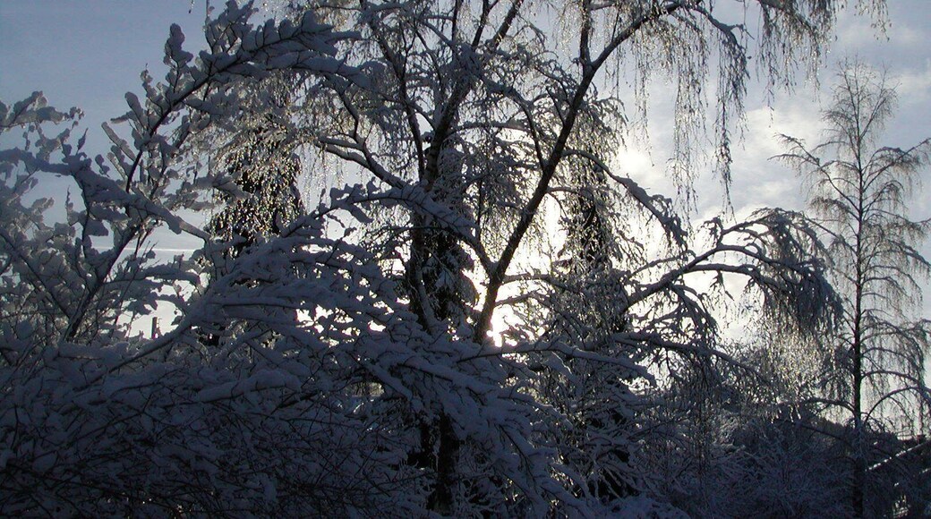 Winter in Willingen-Stryck - Dez. 2004