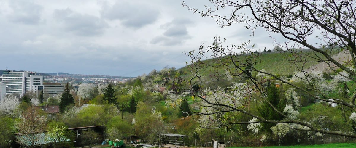 Weinberge in der Nähe der Heilbronnerstr. Stuttgart