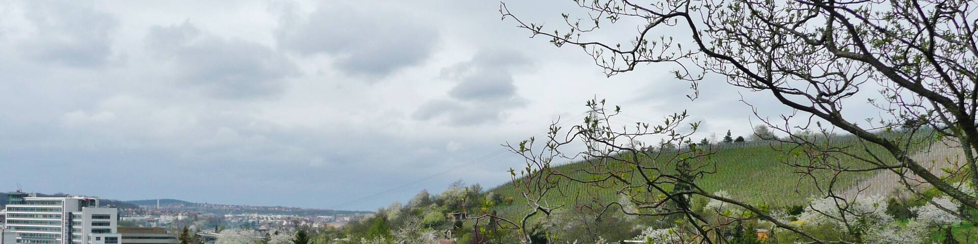 Weinberge in der Nähe der Heilbronnerstr. Stuttgart