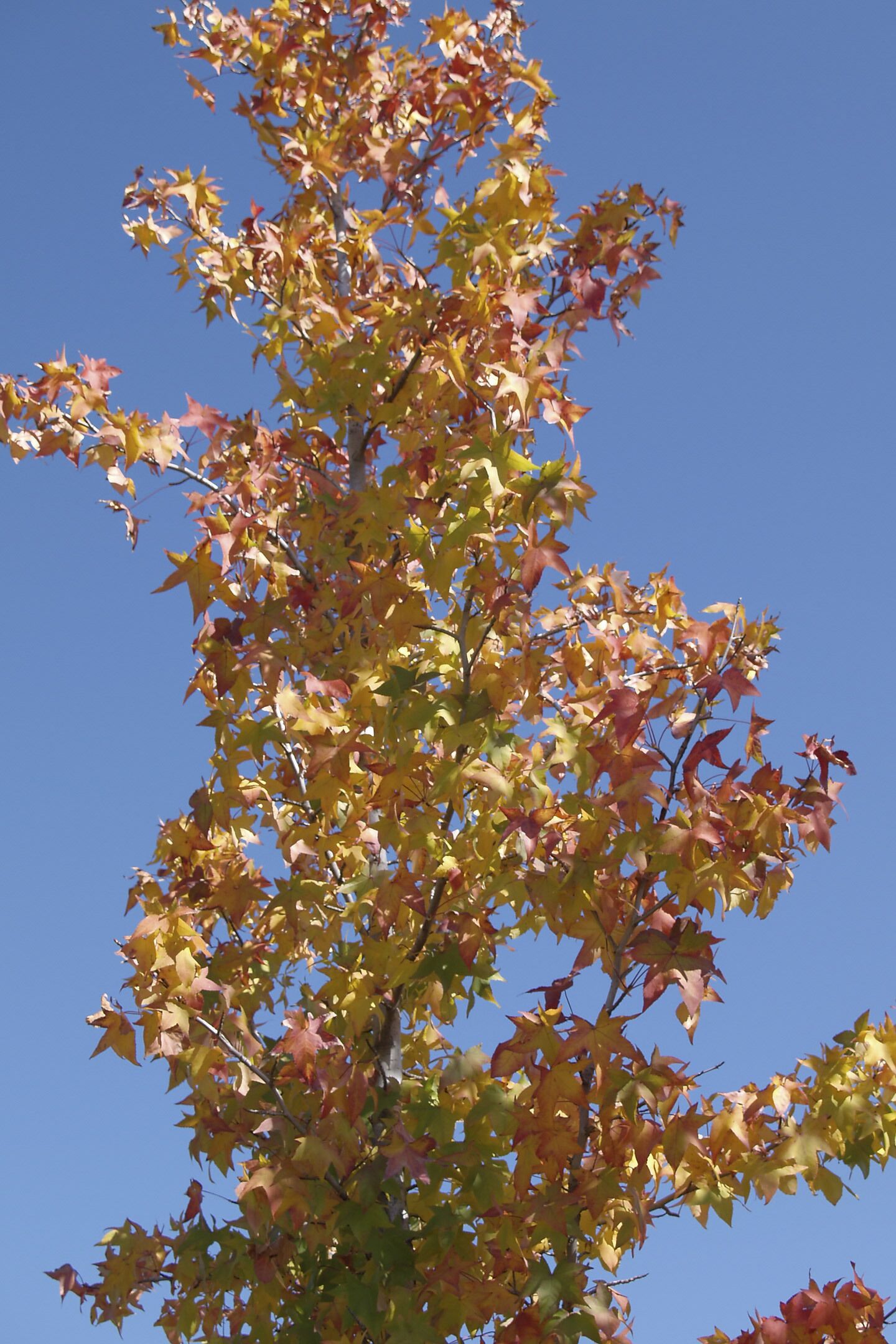 Liquidambar styraciflua. Parque Ana Tutor, Madrid, España. 28-octubre-2007.