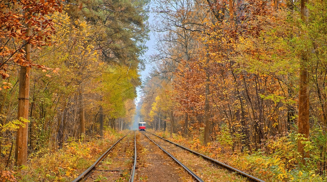 A railway track surrounded by autumn foliage.