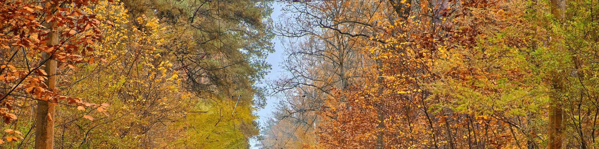 A railway track surrounded by autumn foliage.