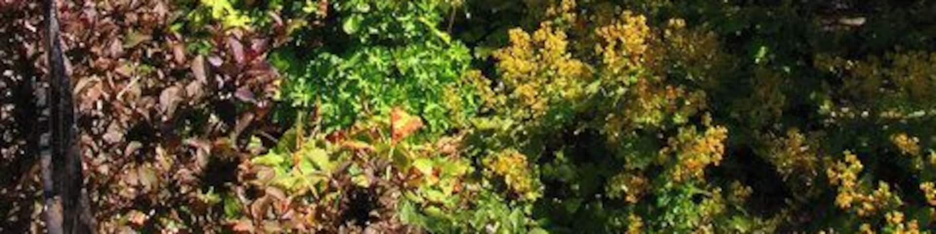 Montpelier Crescent (Southern side) Continue eastwards along Windlesham Avenue until you reach a crossroads with the B2122. Head north until you reach Montpelier Crescent. Built between 1843-47 by Amon Henry Wilds on the site of an old cricket pitch which once hosted Sussex versus English Gentlemen XI. The entire crescent is listed. Click on the link to take you to the next page. https://www.geograph.org.uk/photo/211808