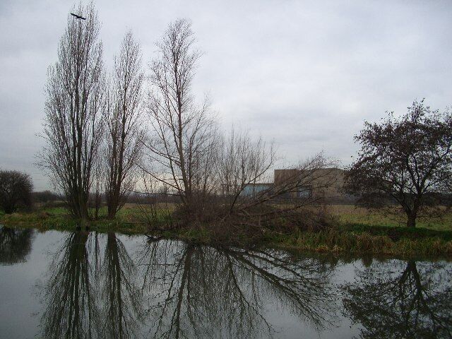 Poplars, raptor, marsh and sub-station. Tottenham Marshes seen from across the Lee Navigation.