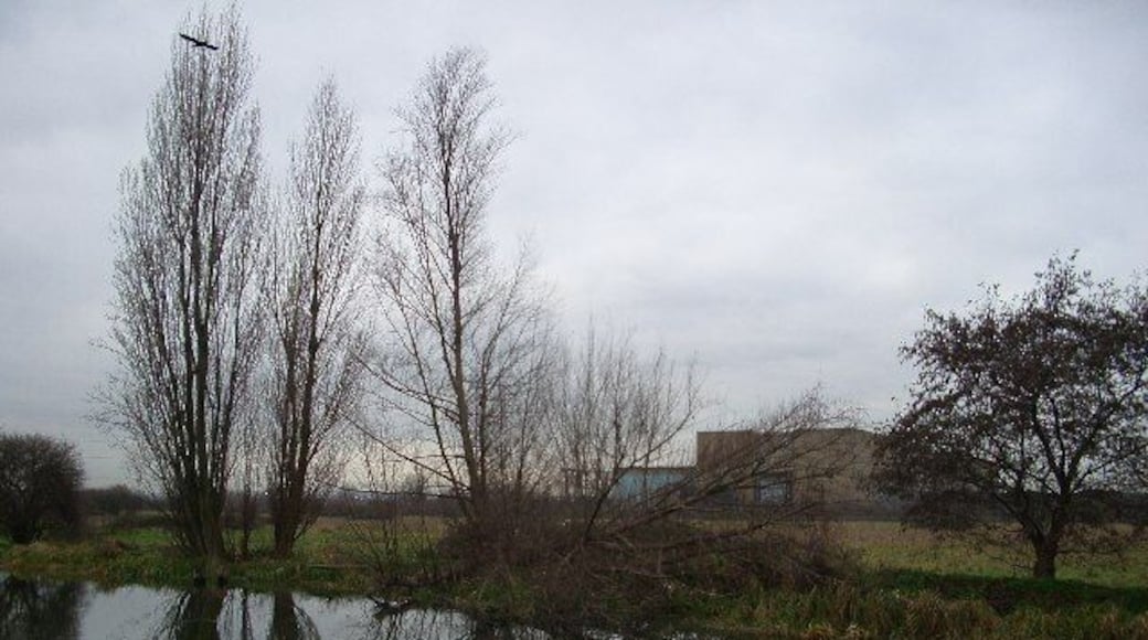 Poplars, raptor, marsh and sub-station. Tottenham Marshes seen from across the Lee Navigation.