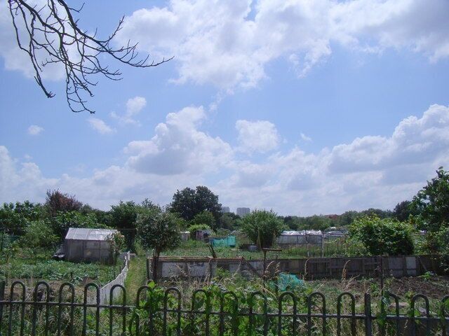 Allotment gardens at side of A10 dual carriageway View across the allotments, with the high rise towers of Edmonton Green in the background