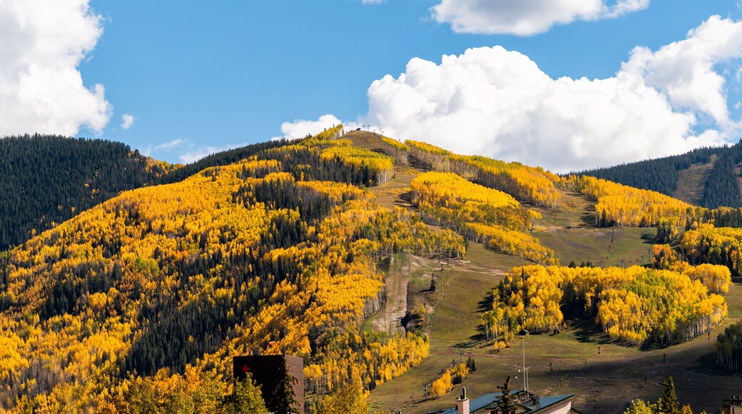 Aspen trees in Vail Colorado in autumn fall golden yellow foliage on ski slopes mountain peak with blue sky and hospital