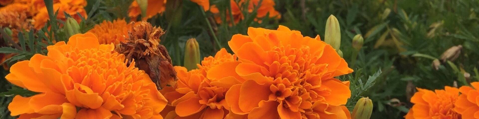 A field of vibrant orange flowers with a bridge and a gazebo in the background.