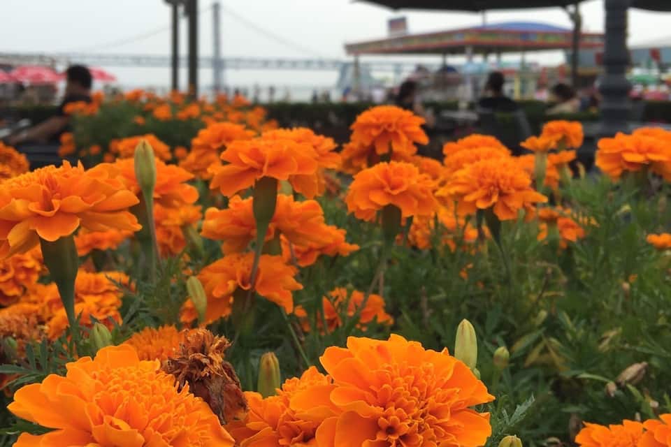 Um campo de flores laranja vibrantes, com uma ponte e um coreto ao fundo.