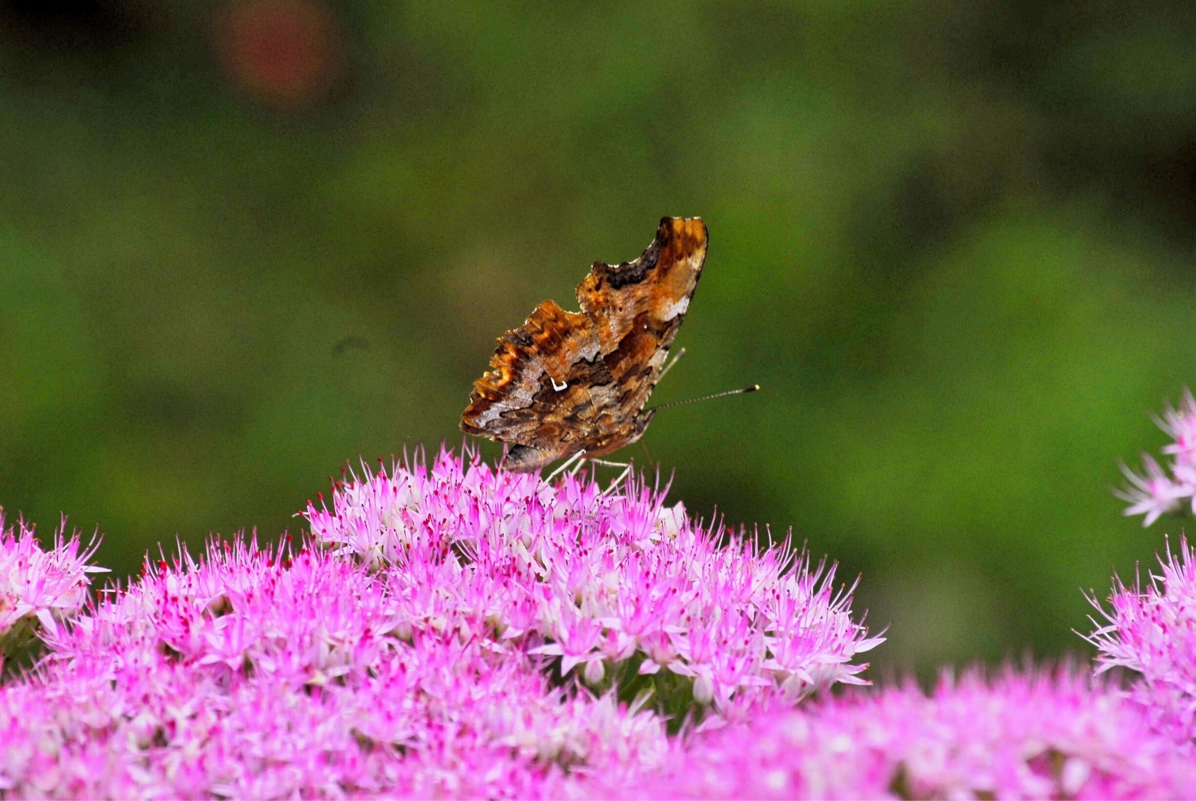 Shenyang Forest park