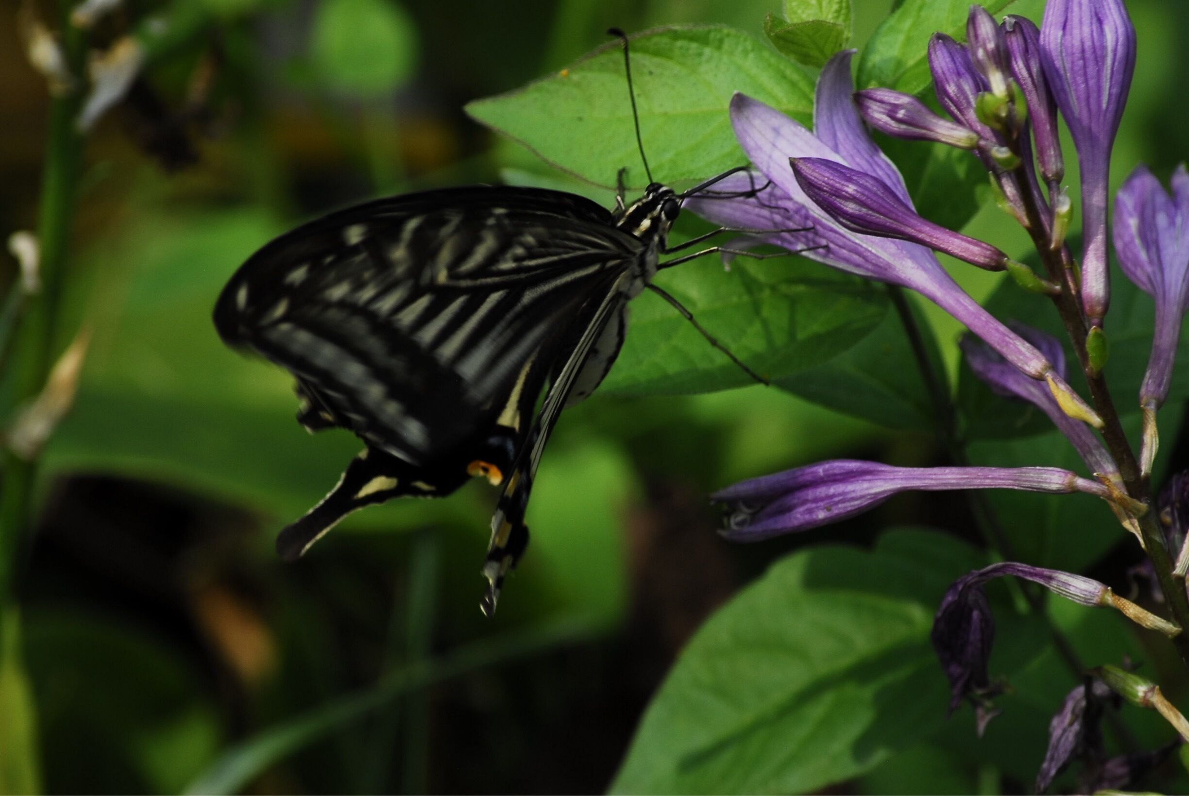 Shenyang Forest park