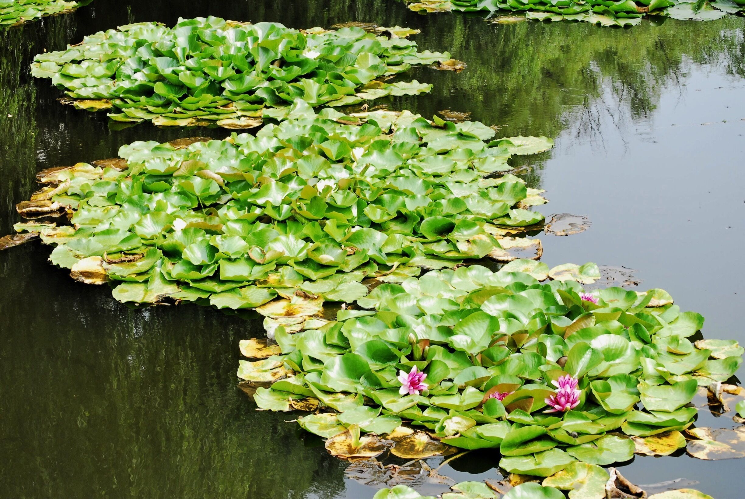 Shenyang Forest park