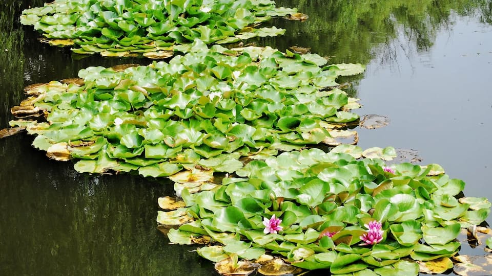 Shenyang Forest park
