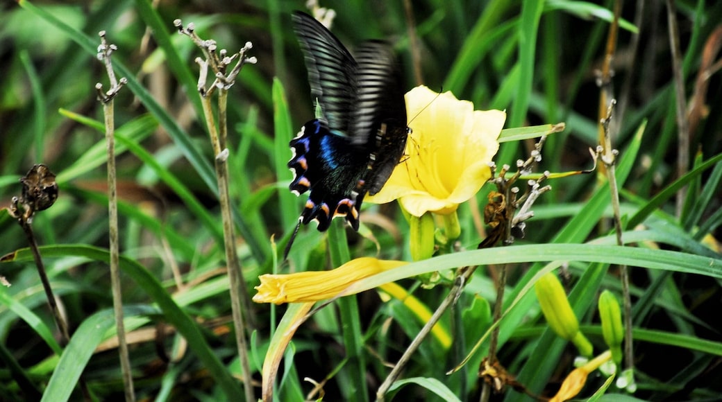 Beautiful flora and fauna