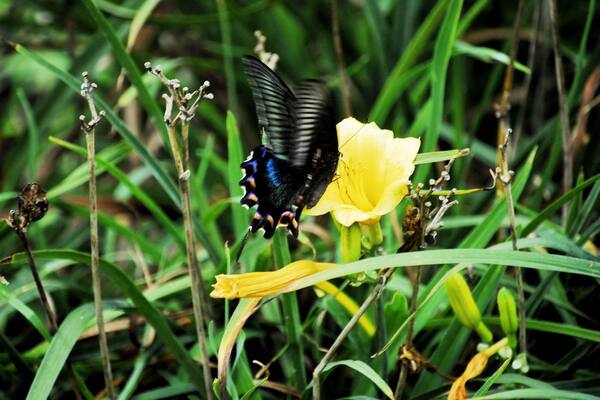 Beautiful flora and fauna