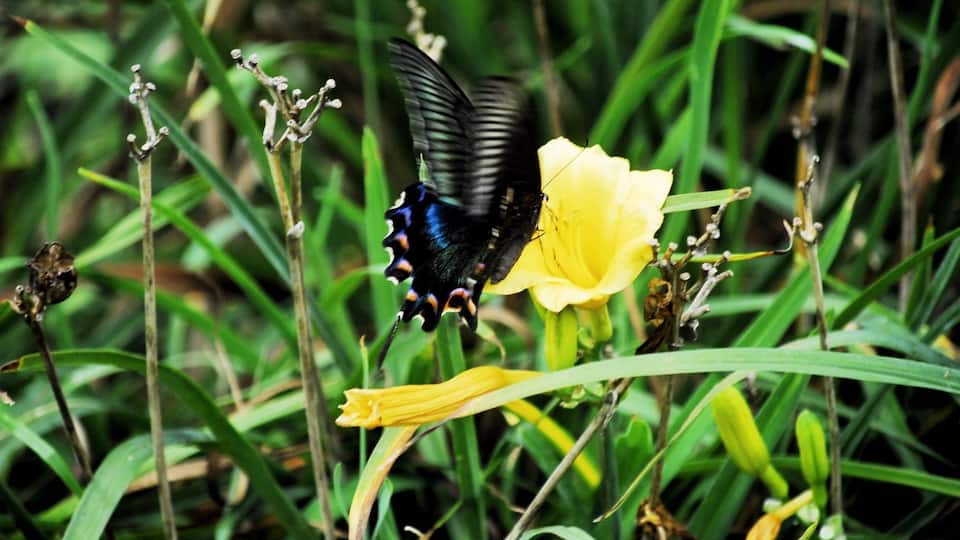 Beautiful flora and fauna