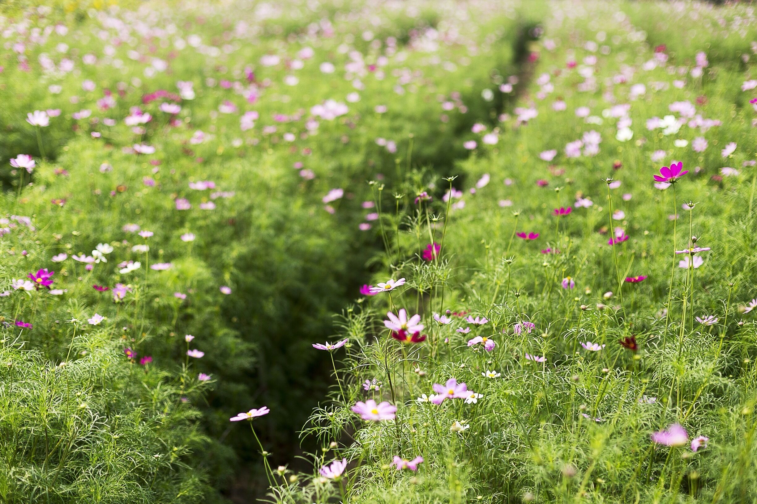 In North Hanoi there is a beautiful flower park. You won't even believe you are still in a Asian Capital with millions of citizens. In stead you are in a peaceful garden surrounded by flowers, butterflies and the sound of a river. You can have an amazing pick nick here! 
That is.. Until the people from the restaurant start blasting there music on volume 1737272. Then you realized you are in Hanoi again...

#asia #vietnam #park #weekendgetaway #flowerfield