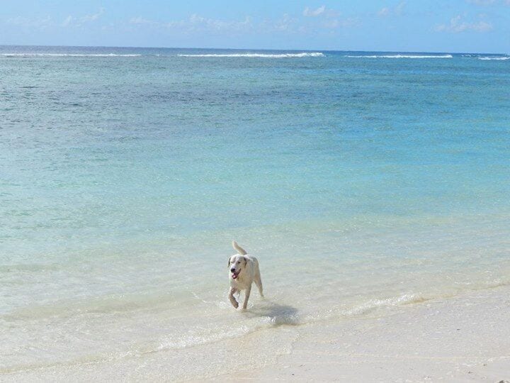With the heat unbearable, even the local pups are happy to take a dip in these beautiful waters of the Cook Islands. 
Took me a fair few tries to get to this beautiful place, but when I eventually did, it was absolutely worth the wait!

#LifeatExpedia
#Beaches
