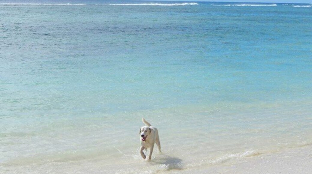 With the heat unbearable, even the local pups are happy to take a dip in these beautiful waters of the Cook Islands.
Took me a fair few tries to get to this beautiful place, but when I eventually did, it was absolutely worth the wait!
#LifeatExpedia
#Beaches