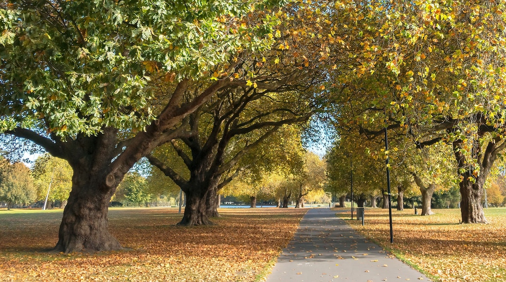 Tree Lined Path in Hagley Park, Christchurch, New Zealand