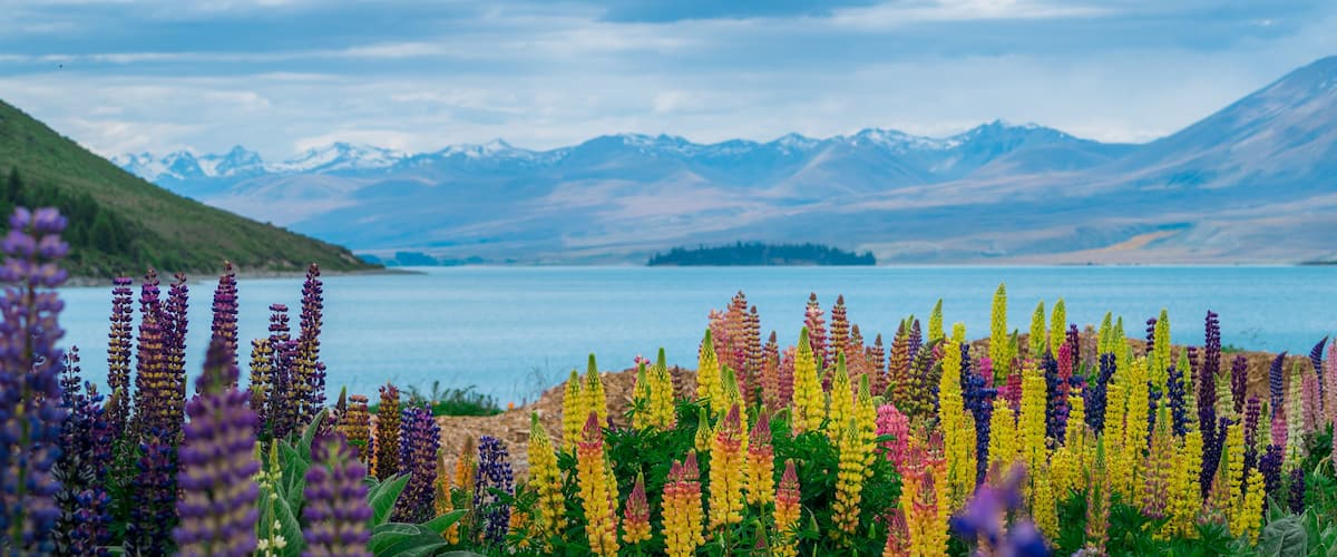 Landscape at Lake Tekapo Lupin Field in New Zealand