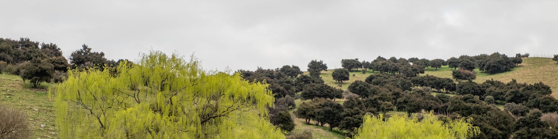 Albert Town which includes tranquil scenes