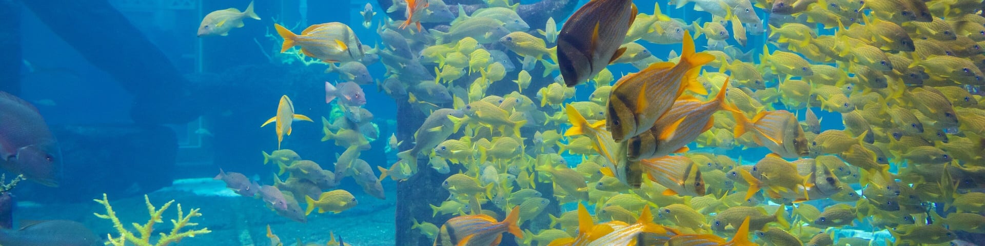 Atlantis Aquarium which includes marine life