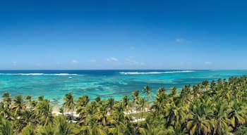 Wild tropical seashore with coconut palm trees and turquoise caribbean sea. Travel destination. Aerial panorama view