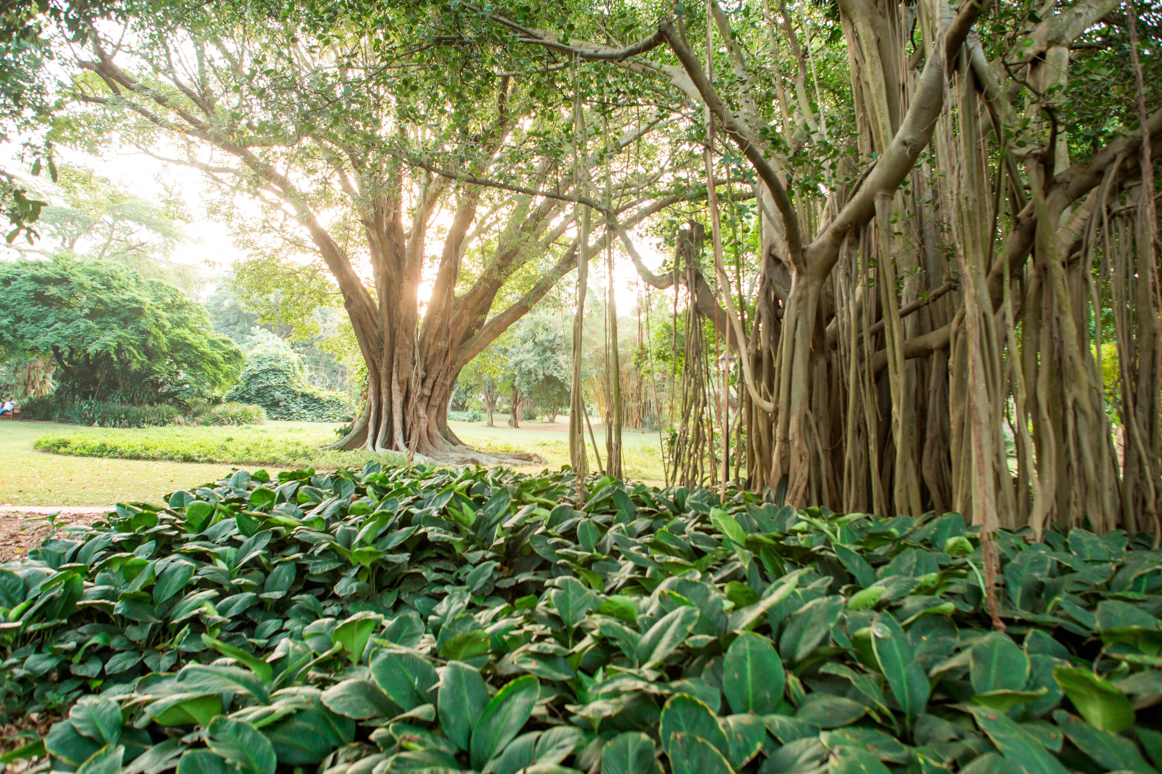 Indian banyan tree (Ficus benghalensis) at Durban Botanic Gardens, Durban, KwaZulu-Natal, South Africa