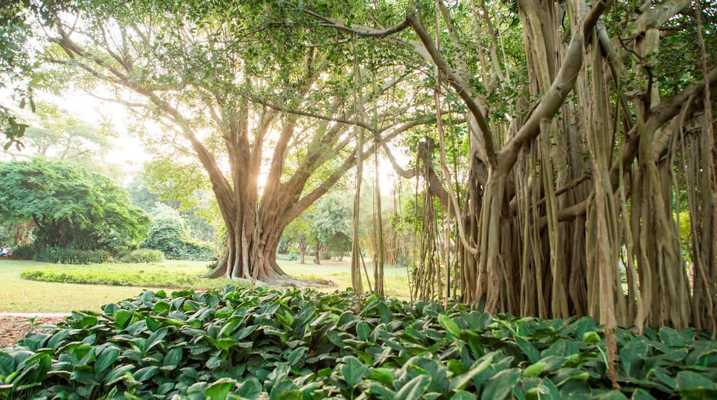Indian banyan tree (Ficus benghalensis) at Durban Botanic Gardens, Durban, KwaZulu-Natal, South Africa
