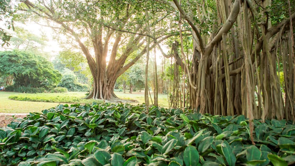 Indian banyan tree (Ficus benghalensis) at Durban Botanic Gardens, Durban, KwaZulu-Natal, South Africa