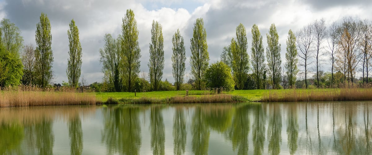 A calm lake with tall trees reflecting in the water, surrounded by grassy areas and a cloudy sky.