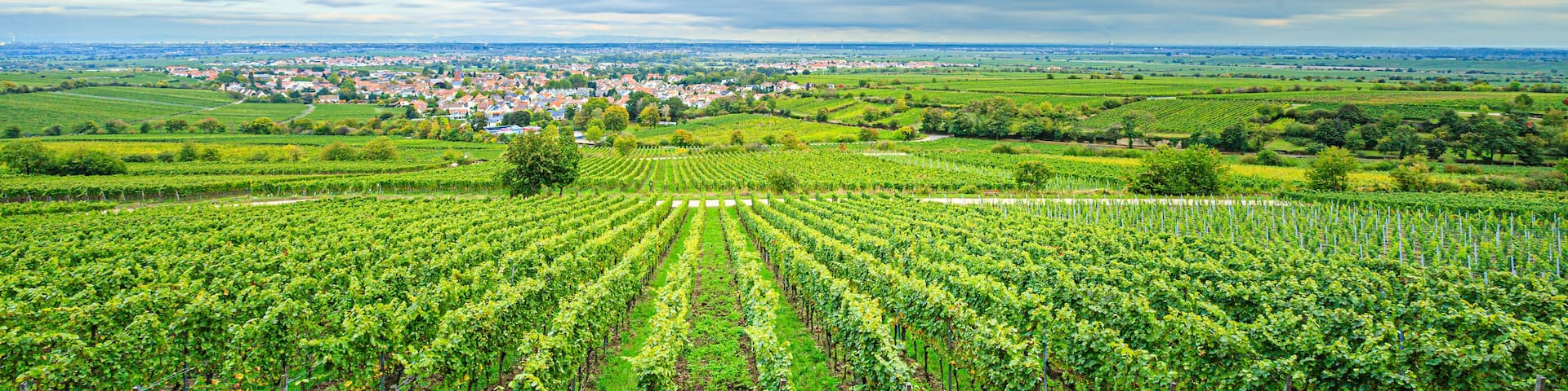 A vineyard with rows of grapevines, a town in the background, and a cloudy sky.